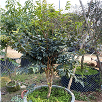 惠州艾斯卡嘉宝果