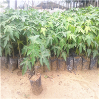 惠州红妃木瓜苗基地，广东果苗供应 