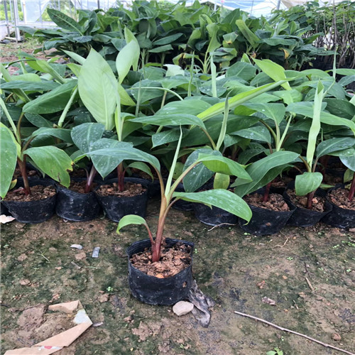 贵州红香蕉苗、深圳红香蕉苗