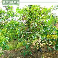 惠州四季短果桑苗，惠州果桑苗价格 