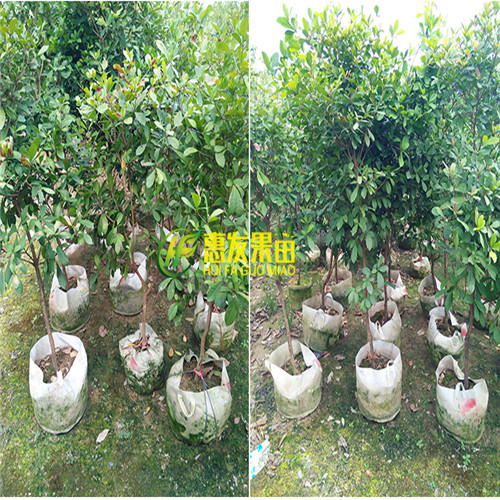 广东果苗批发-深圳神秘果苗-横岗神秘果苗 