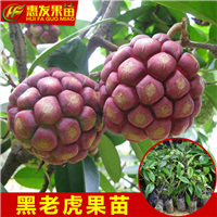 广东果苗—深圳老虎果苗—深圳老虎果苗批发 