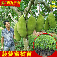 树菠萝又名木菠萝，菠萝蜜 