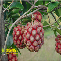 惠州老虎果苗基地，惠州老虎果苗，惠州果苗 