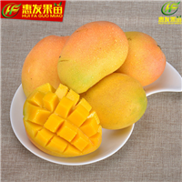 东莞台农一号芒果苗，东莞芒果苗，东莞果苗 