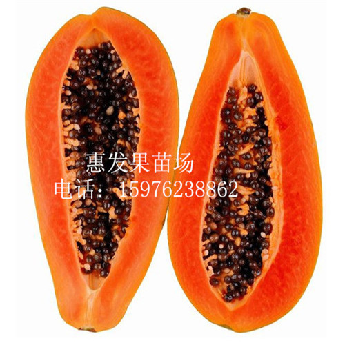 惠州红妃木瓜苗，惠城区红妃木瓜苗 