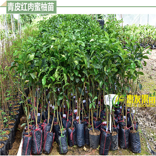 东莞四季青皮红心柚子苗，东莞红心柚子苗 