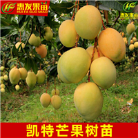 河源凯特芒果苗，河源芒果树苗，河源果苗 