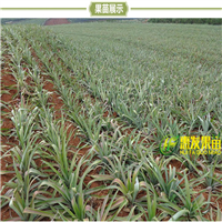 深圳果苗供应-深圳凤梨金钻菠萝苗 
