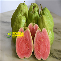 深圳红心番石榴苗，深圳番石榴苗，深圳果树苗 