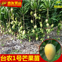 惠城区台农一号芒果苗，惠城区芒果苗，惠城区果苗 