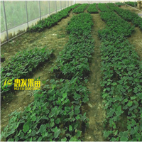 河源无花果苗-东莞无花果苗-广东果苗基地 