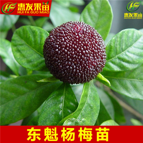 湛江果苗，湛江杨梅苗，湛江杨梅苗价格 
