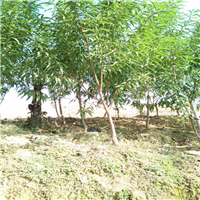 河源桃花苗批发，河源桃花苗 