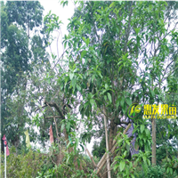 湛江黄晶果苗价格，湛江黄晶果苗基地 