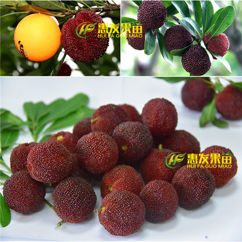 广东杨梅苗\龙岗杨梅苗\深圳杨梅苗 