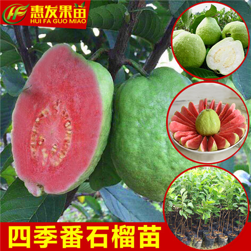 东莞红心番石榴苗，东莞番石榴苗，东莞果树苗 