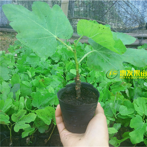 供应无花果苗/销售无花果苗/广东无花果苗 