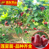 东莞黑金钢莲雾苗，东莞莲雾苗，东莞果树苗 