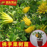 惠州佛手苗，惠州果树苗 