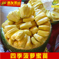 深圳四季菠萝蜜苗价格，深圳四季菠萝蜜苗 