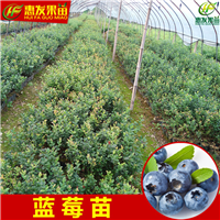 广东蓝莓苗，惠州蓝莓苗，惠州果树苗 