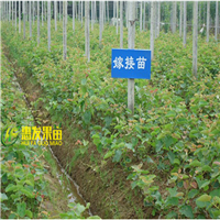 深圳弥猴桃苗-广东弥猴桃苗 