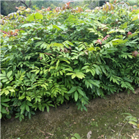 广东石硖龙眼苗基地，广东石硖龙眼苗价格 