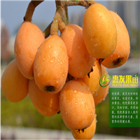 惠州大五星枇杷苗，惠州枇杷苗，惠州果树苗 