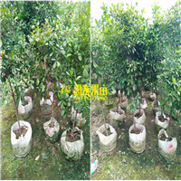 广东果苗批发-深圳神秘果苗-横岗神秘果苗 