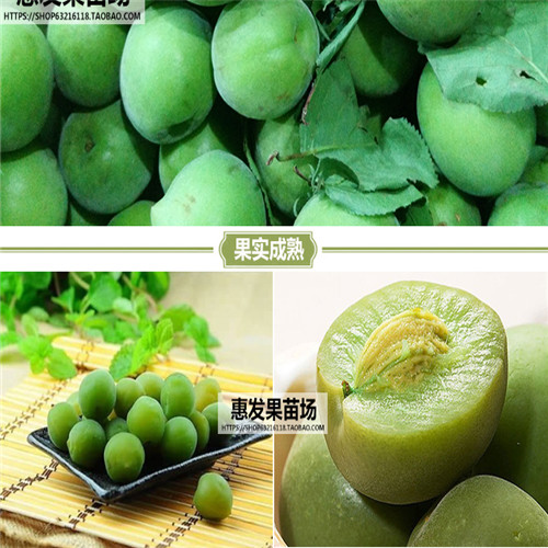 深圳酸梅苗、酸梅苗批发、深圳酸梅苗价格 