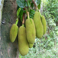 广东红肉菠萝蜜苗，广东菠萝蜜苗，广东果苗 