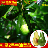 广东桂垦牛油果苗，河源桂垦牛油果苗 