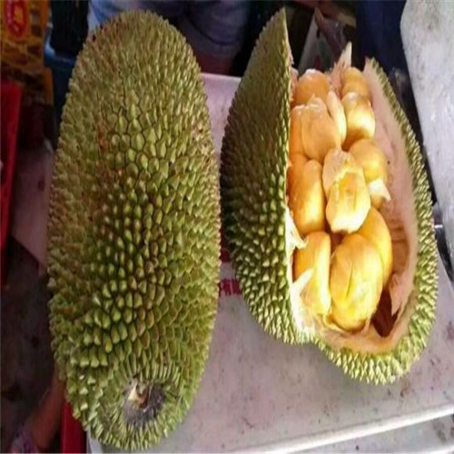 惠城区榴莲菠萝蜜苗，惠州榴莲菠萝蜜苗 