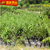 惠州凤梨释迦苗，惠州番鬼荔枝苗，惠州果苗 