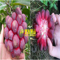 广东老虎果苗，惠州老虎果苗，深圳老虎果苗 