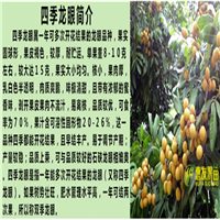 河源四季龙眼苗，河源龙眼苗，河源果树苗 