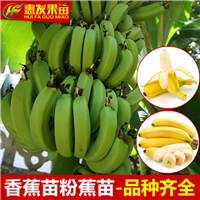 河源香蕉苗，深圳香蕉苗，广东果苗 