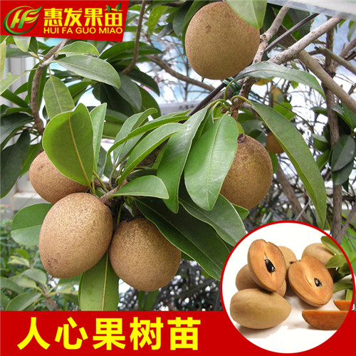 广东人心果苗，深圳人心果苗，河源人心果苗 