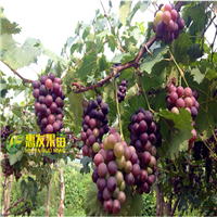 广东葡萄苗基地，河源葡萄苗，河源果苗 