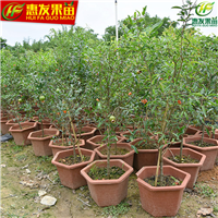深圳石榴苗，罗湖石榴苗，宝安石榴苗价格 