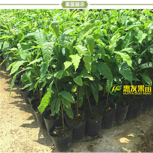广东黄晶果苗，惠州黄晶果苗，惠州果苗 