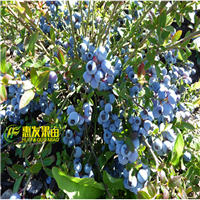 深圳蓝莓苗\横岗蓝莓苗\广东果苗 