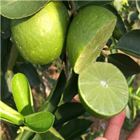 台湾无核青柠檬苗，无核青柠檬苗，柠檬苗 