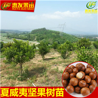 惠州澳洲坚果苗；惠州澳洲坚果苗价格 