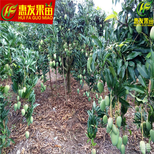 河源台农一号芒果苗，河源芒果苗，河源果苗 