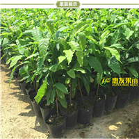 广东黄晶果苗，惠州黄晶果苗，惠州果苗 