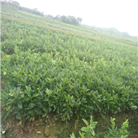 深圳三红蜜柚苗-深圳三红蜜柚苗价格-深圳果苗 
