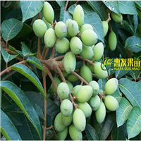 深圳青橄榄苗，广东青橄榄苗，广东橄榄苗 