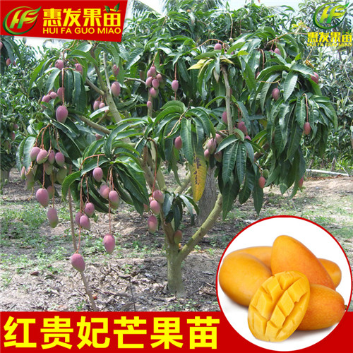 湛江红贵妃芒果苗，湛江芒果苗，湛江果苗 
